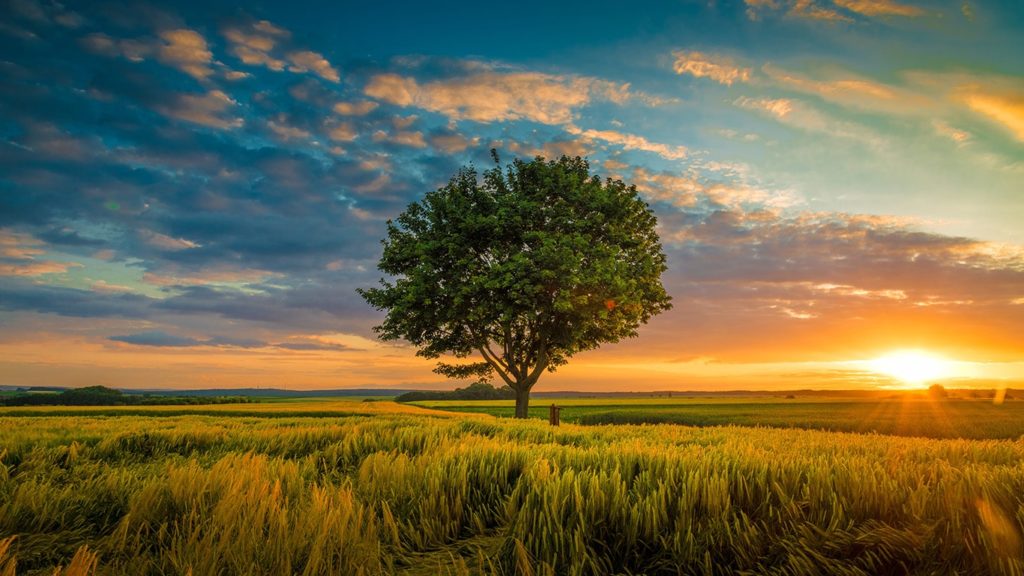 How Technology Can Help to Save the Environment